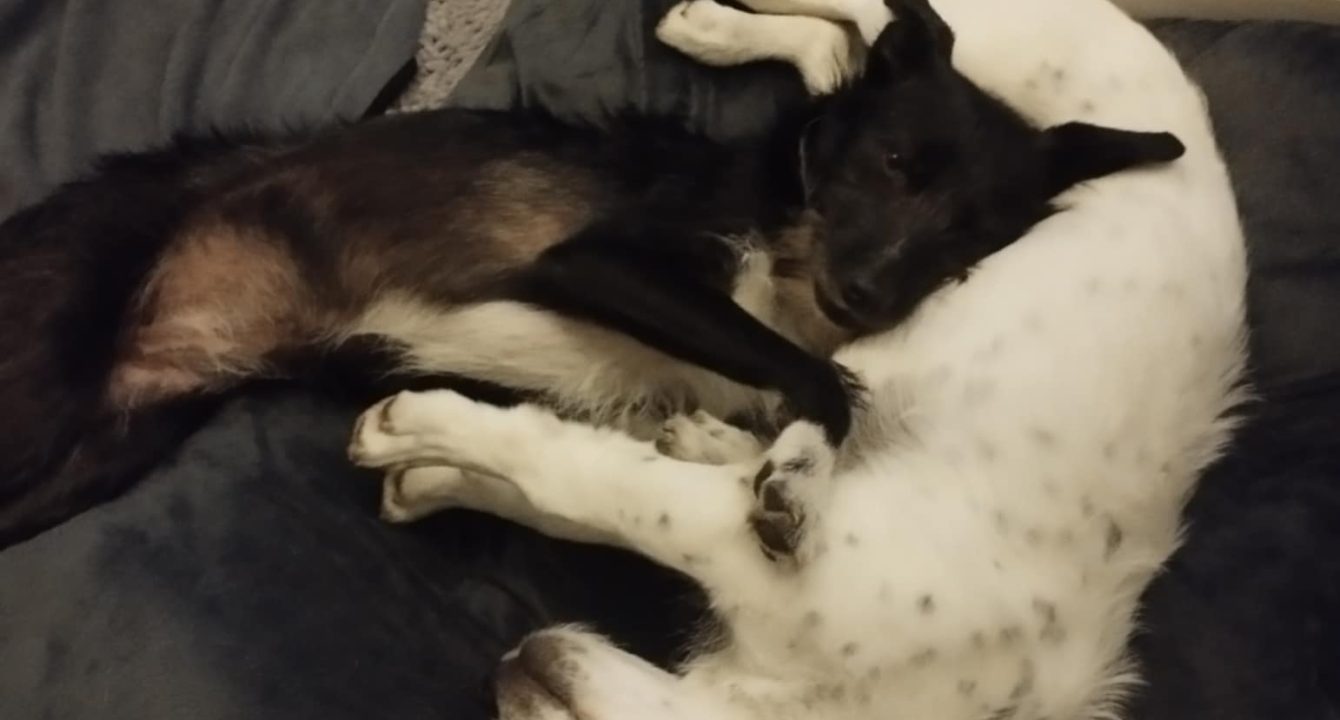 Savannah_Les_amis_D_Ivar_association_Chien_adoption