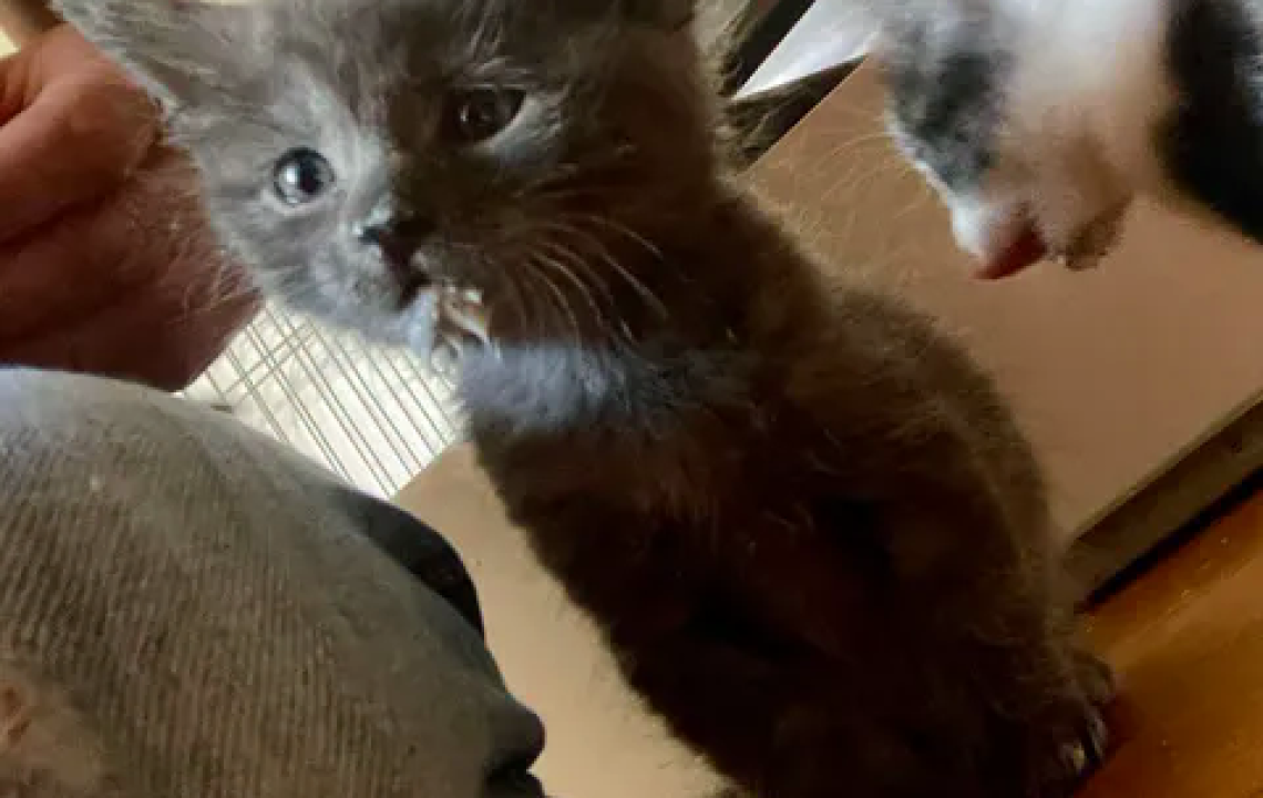 be happy chaton amis d'ivar