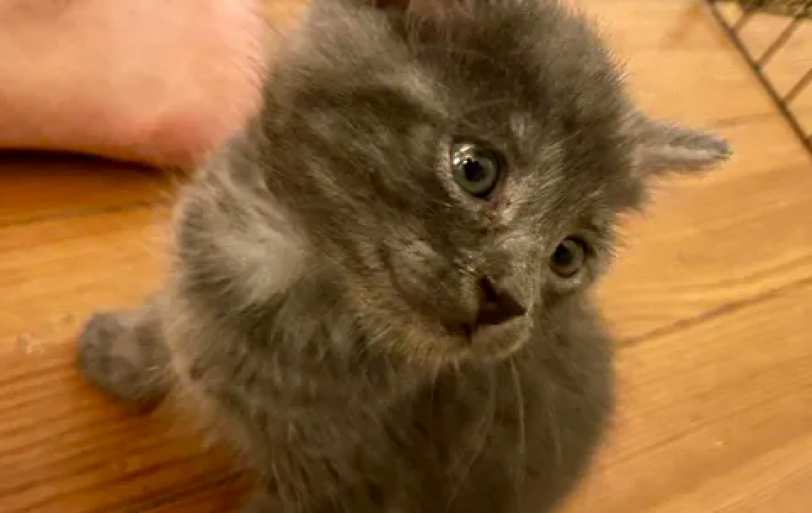 be happy chaton amis d'ivar