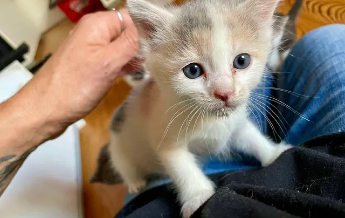 bee chaton amis d'ivar