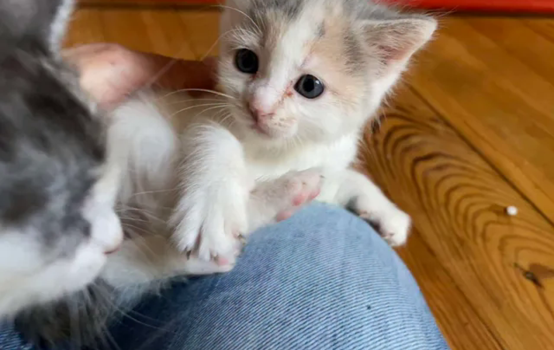 bee chaton amis d'ivar