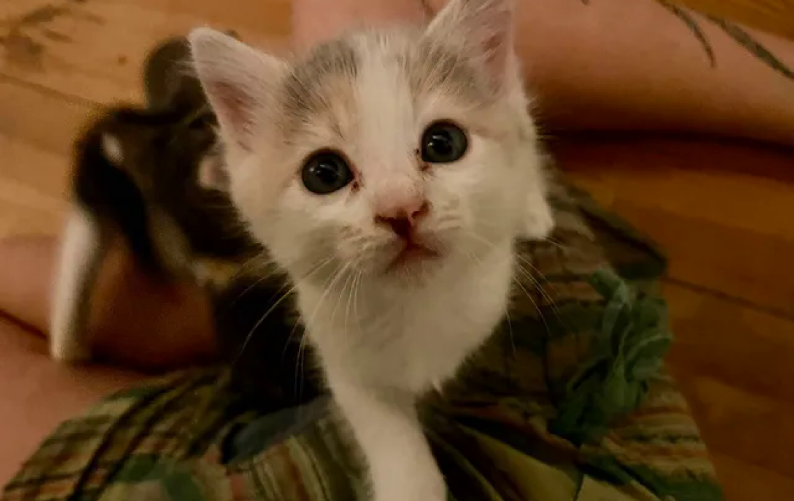 bee chaton amis d'ivar
