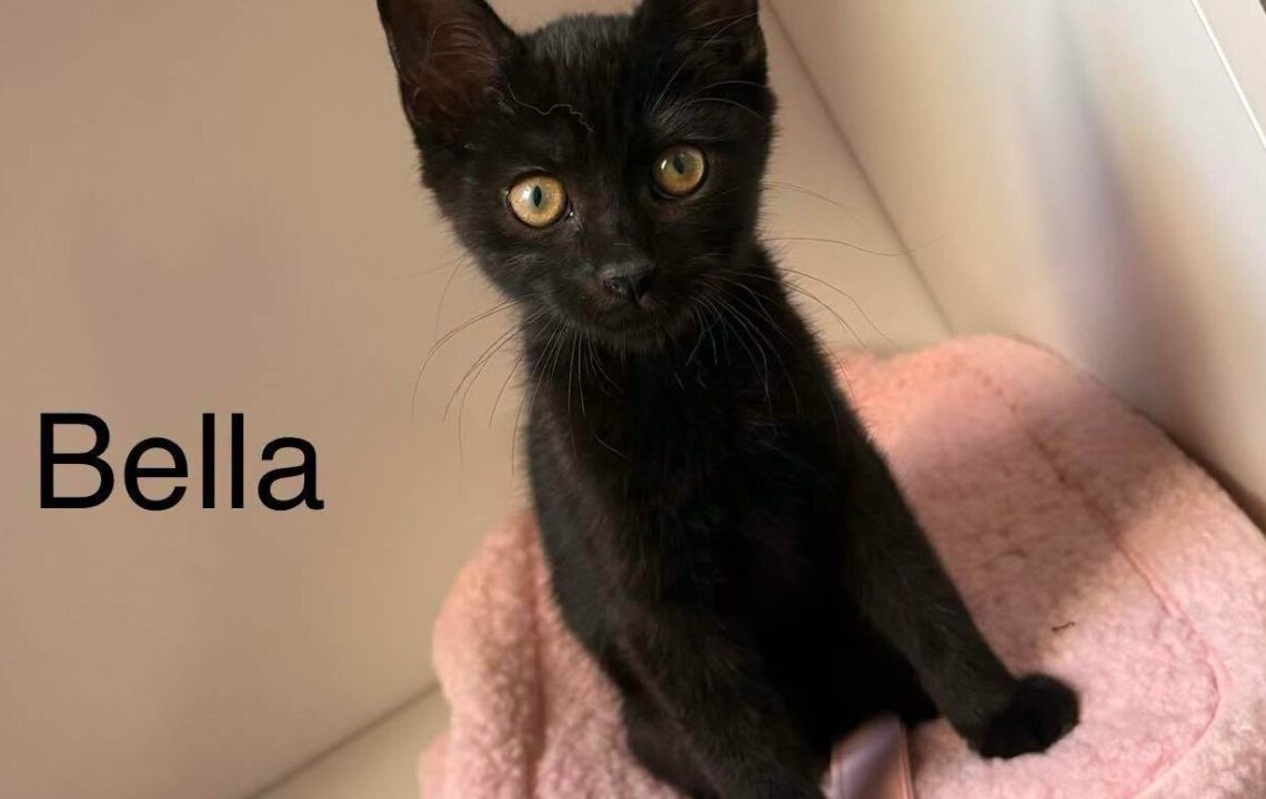 Bella chaton noir à l'adoption avec les amis d'ivar visible à Aubigny-au-Bac