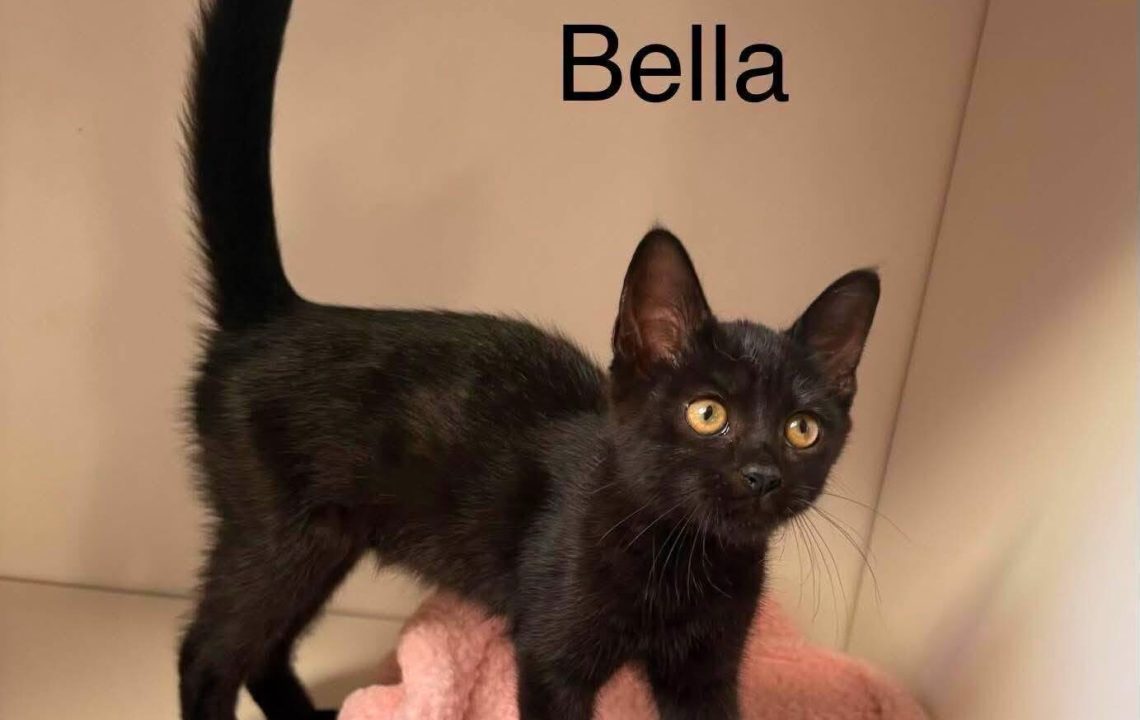 Bella chaton noir à l'adoption avec les amis d'ivar visible à Aubigny-au-Bac