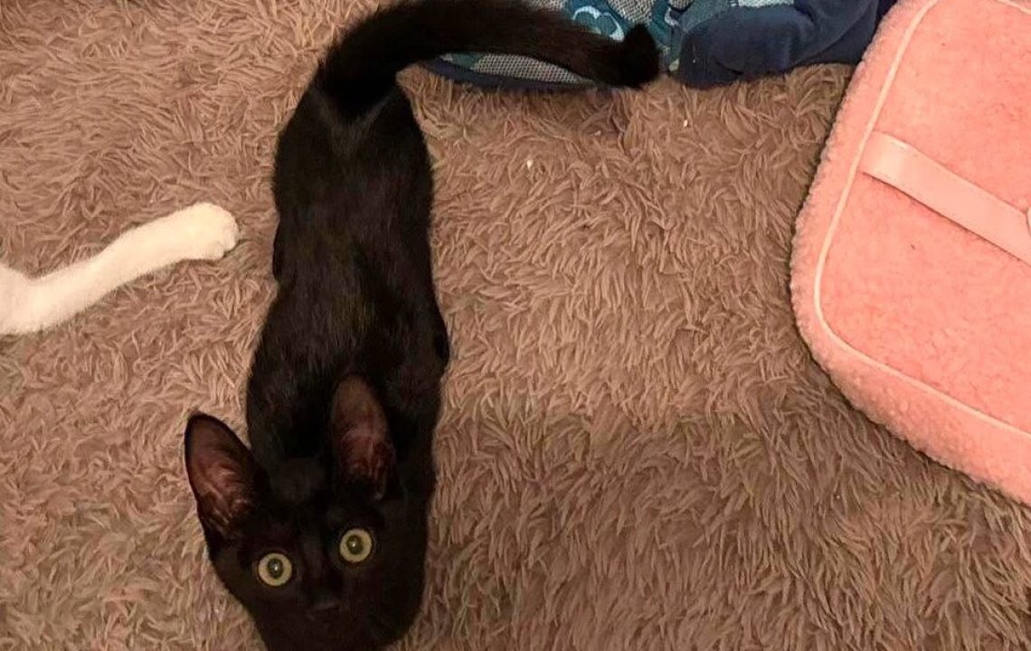 Bella chaton noir à l'adoption avec les amis d'ivar visible à Aubigny-au-Bac