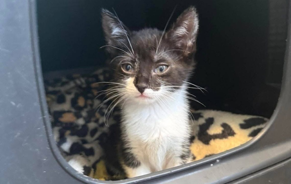 La petite Belle est une adorable chatonne actuellement visible sur le secteur de Râches.