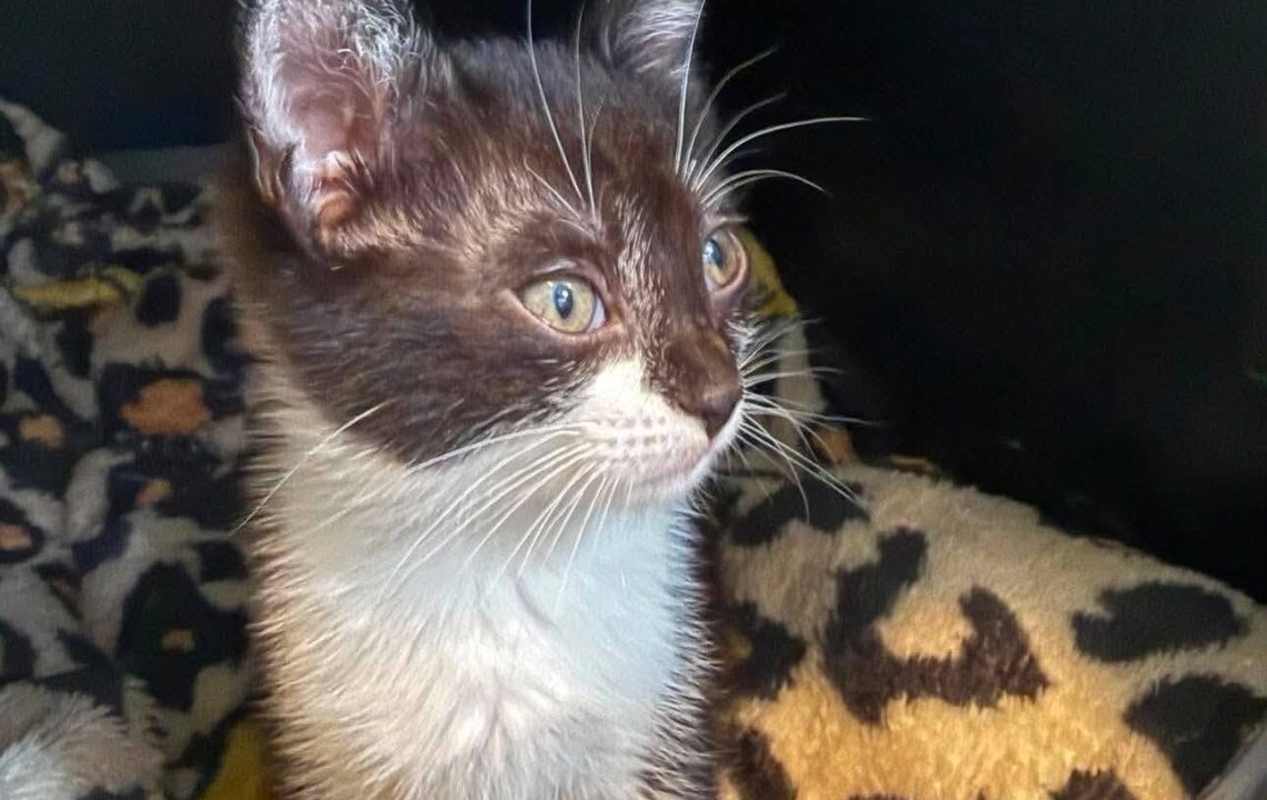 La petite Belle est une adorable chatonne actuellement visible sur le secteur de Râches.