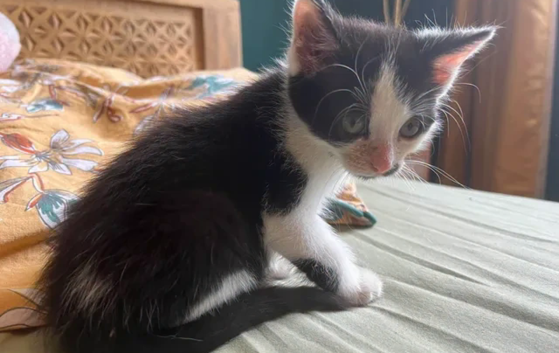 Berlioz petit chaton à l'adoption ok chien