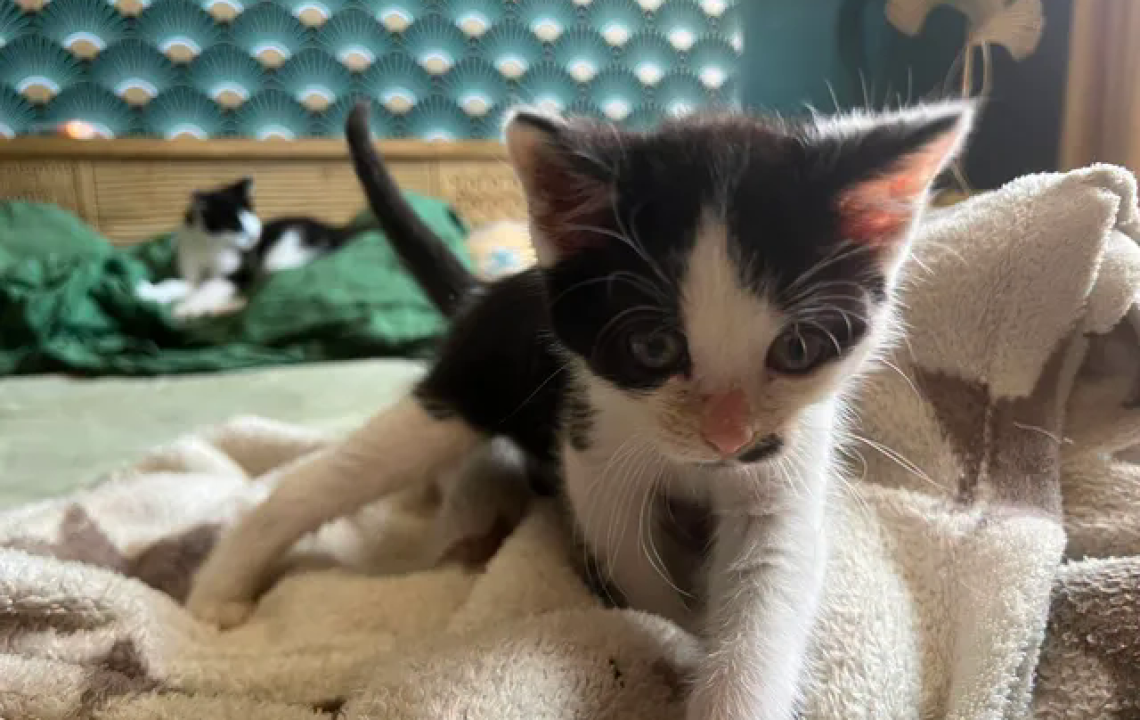 Berlioz petit chaton à l'adoption ok chien
