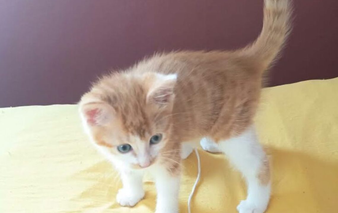 Bernabé chaton à l'adoption avec les amis d'ivar