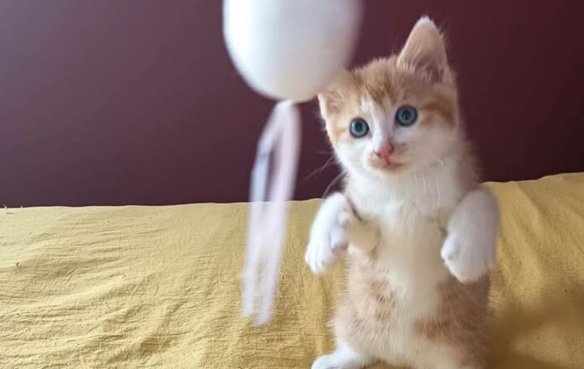 Bernabé chaton à l'adoption avec les amis d'ivar