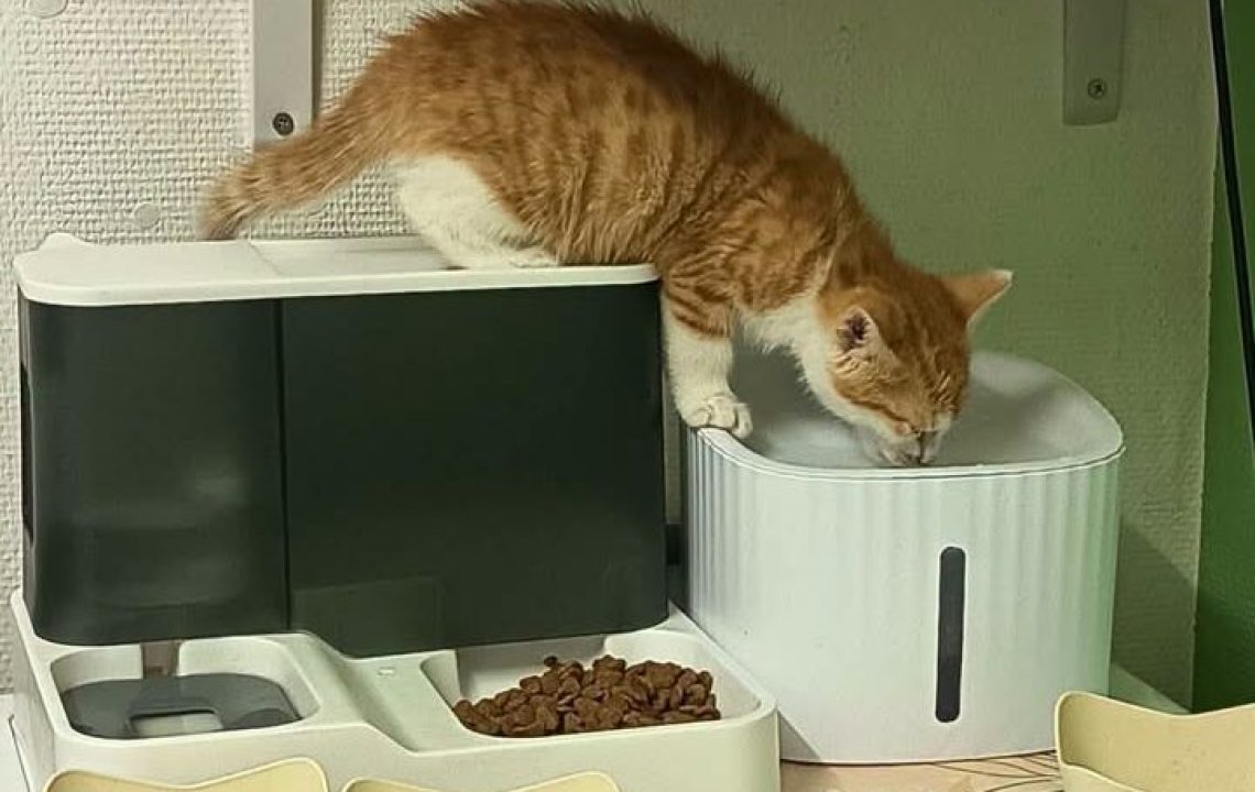 Bernabé chaton à l'adoption avec les amis d'ivar