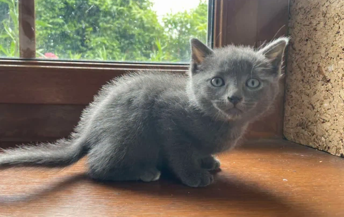 Bernabé chaton à l'adoption à Courtrizy-et-Fussigny
