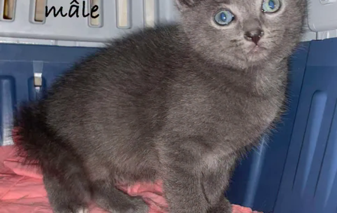 Bernabé chaton à l'adoption à Courtrizy-et-Fussigny