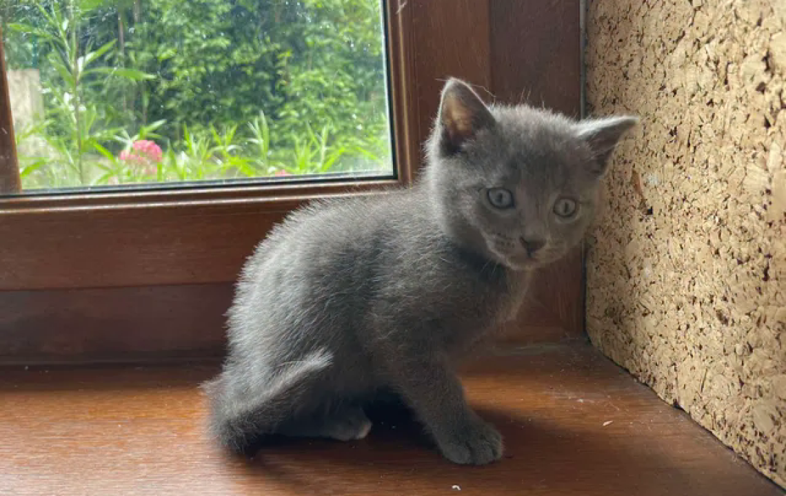 Bernabé chaton à l'adoption à Courtrizy-et-Fussigny