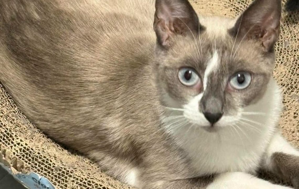 Bianca chat à l'adoption avec es amis d'ivar