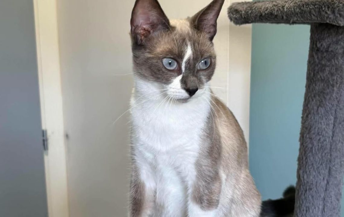 bBianca chat à l'adoption avec es amis d'ivarianca-chat-association-amis-d-ivar2