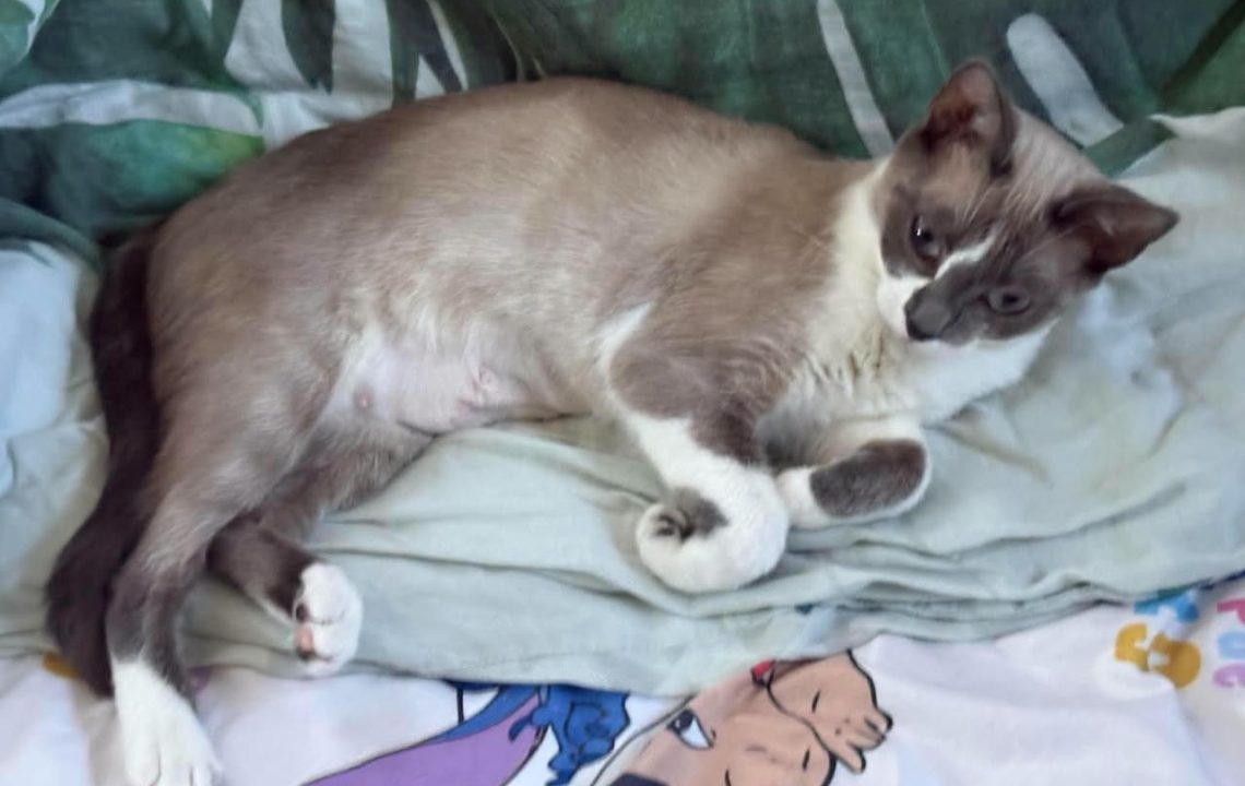 Bianca chat à l'adoption avec es amis d'ivar