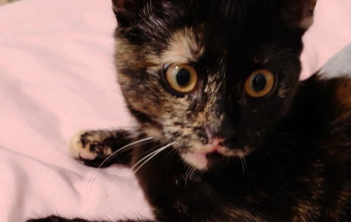 bianca-chaton-tortue-amis-d-ivar