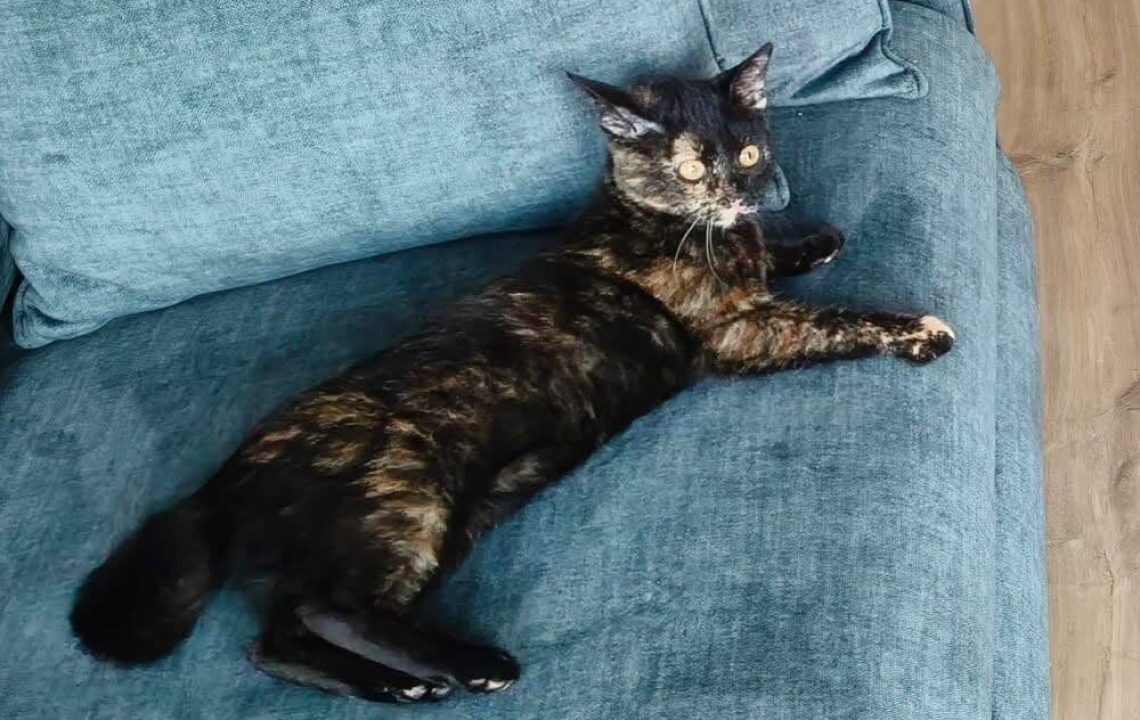 bianca-chaton-tortue-amis-d-ivar