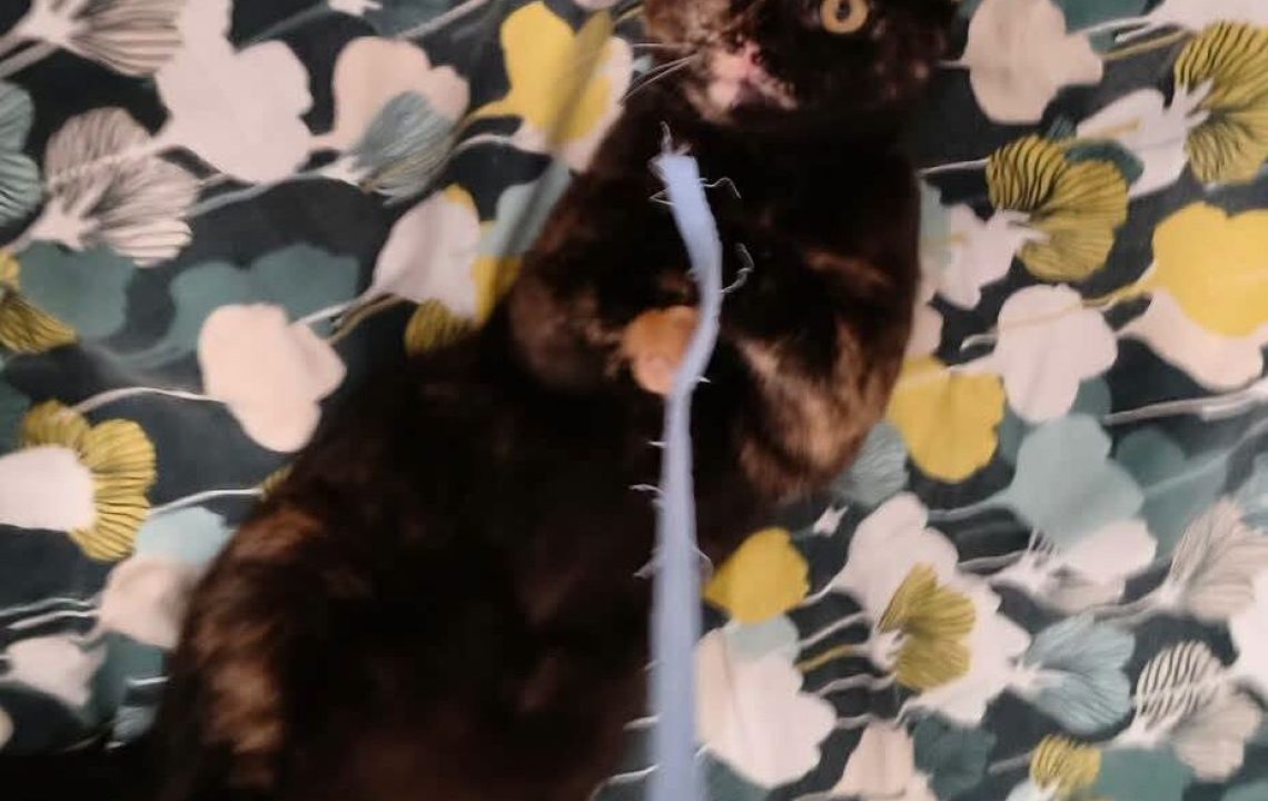 bianca-chaton-tortue-amis-d-ivar