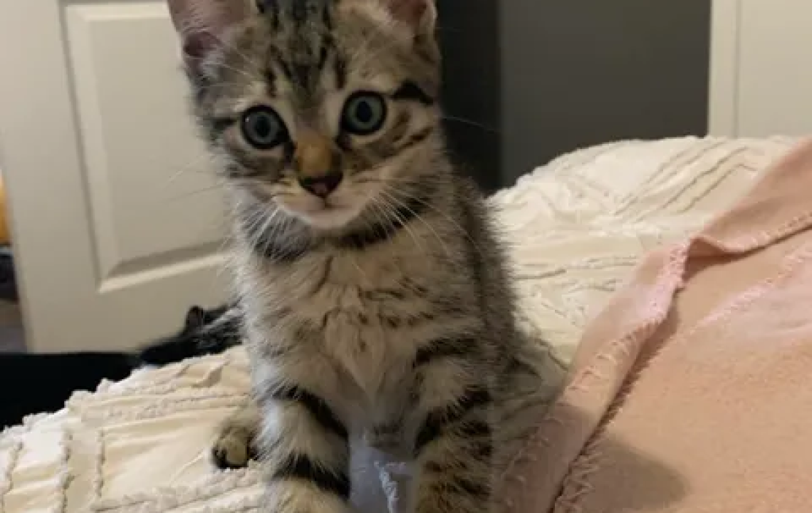 Bidule un chaton énergique qui mettra du peps dans son foyer