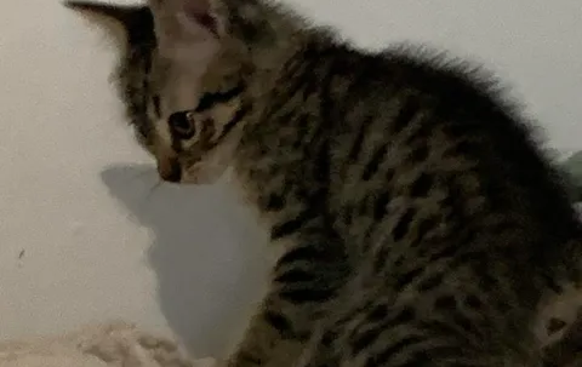 Bidule un chaton énergique qui mettra du peps dans son foyer