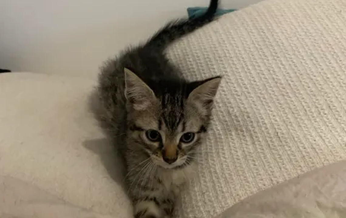 Bidule un chaton énergique qui mettra du peps dans son foyer
