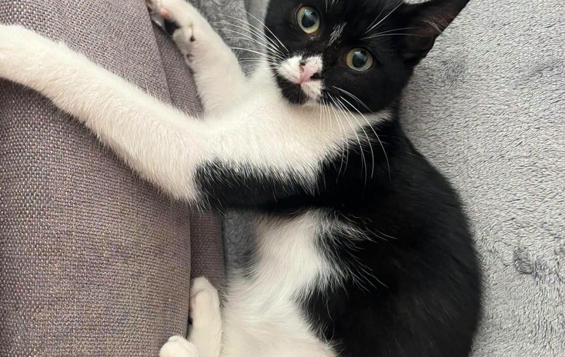 billie-chaton-adoption-amis-d-ivar
