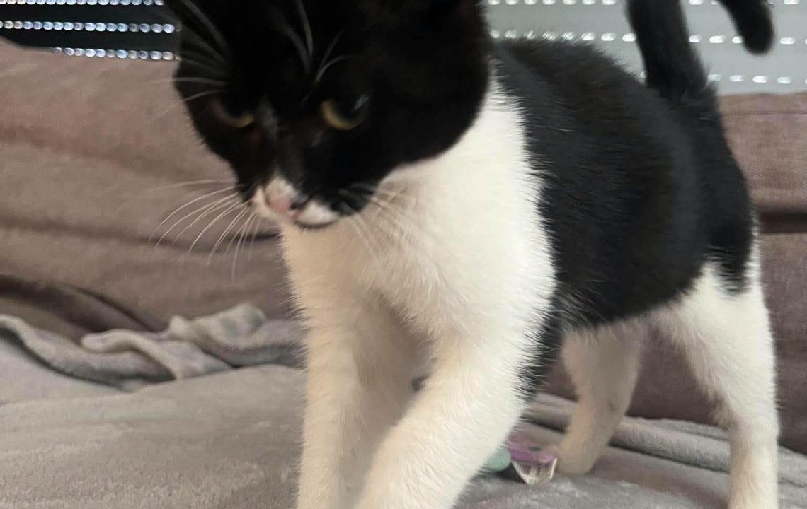 billie-chaton-adoption-amis-d-ivar2