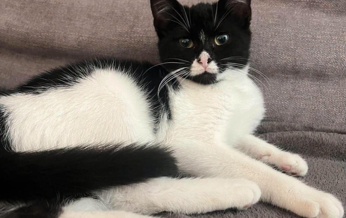 billie-chaton-adoption-amis-d-ivar3