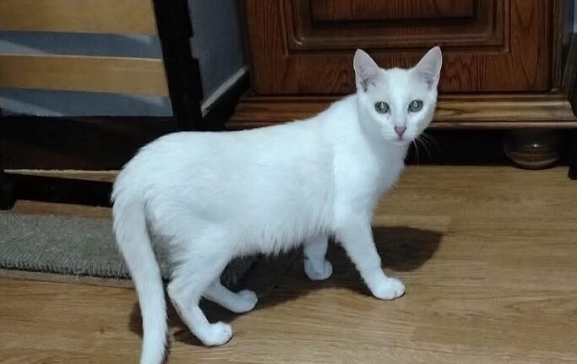 Blanco chat blanc à l'adoption avec les Amis d'ivar