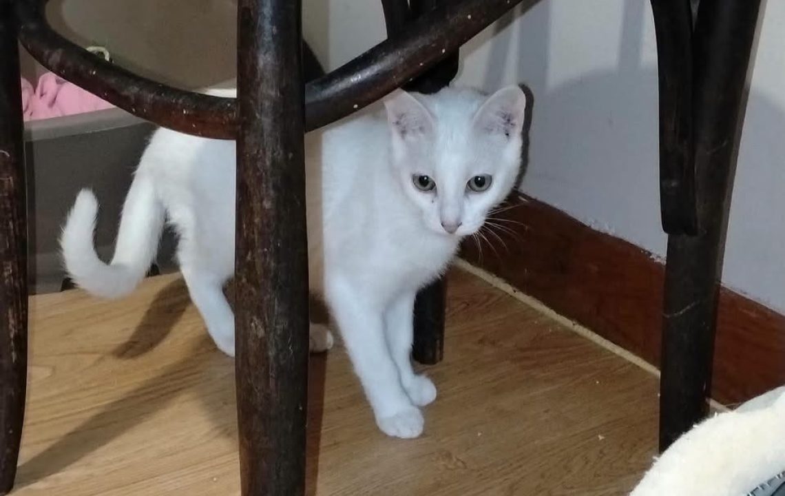Blanco chat blanc à l'adoption avec les Amis d'ivar