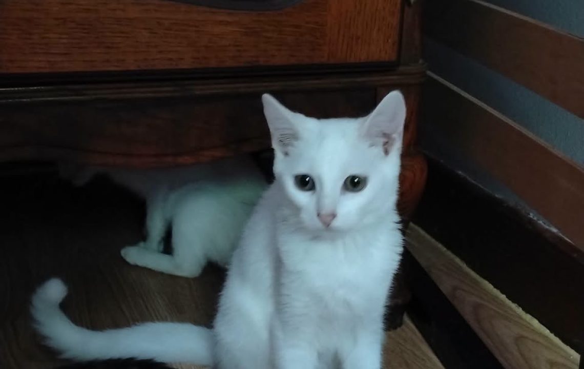 Blanco chat blanc à l'adoption avec les Amis d'ivar