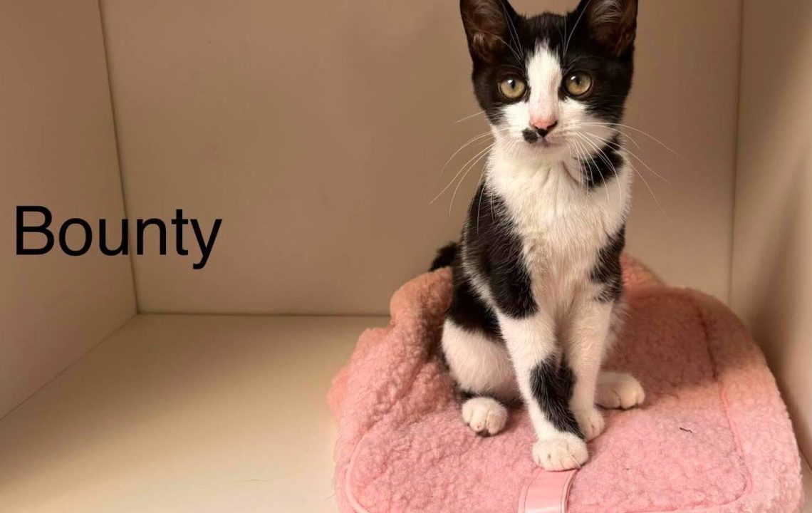 Bounty chaton à l'adption avec les amis d'ivar à Aubigny-au-Bac