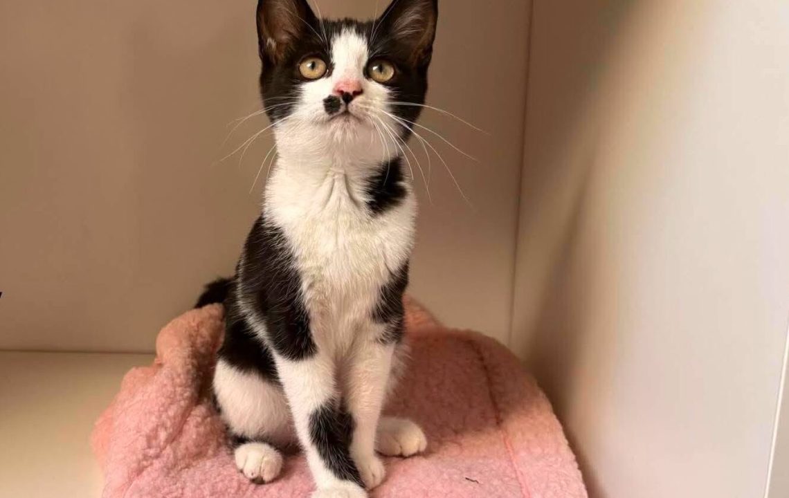 Bounty chaton à l'adption avec les amis d'ivar à Aubigny-au-Bac