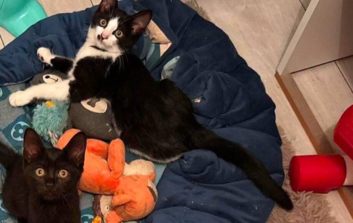 Bounty chaton à l'adption avec les amis d'ivar à Aubigny-au-Bac