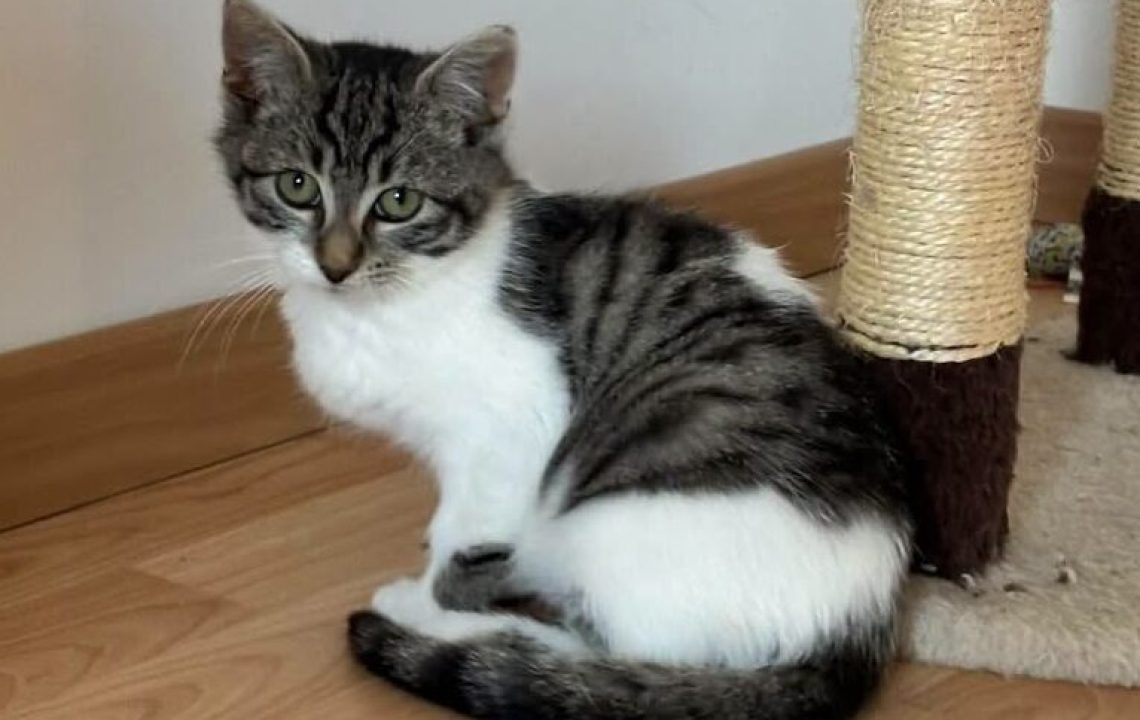 Bree est à l'adoption avec les amis d'ivar