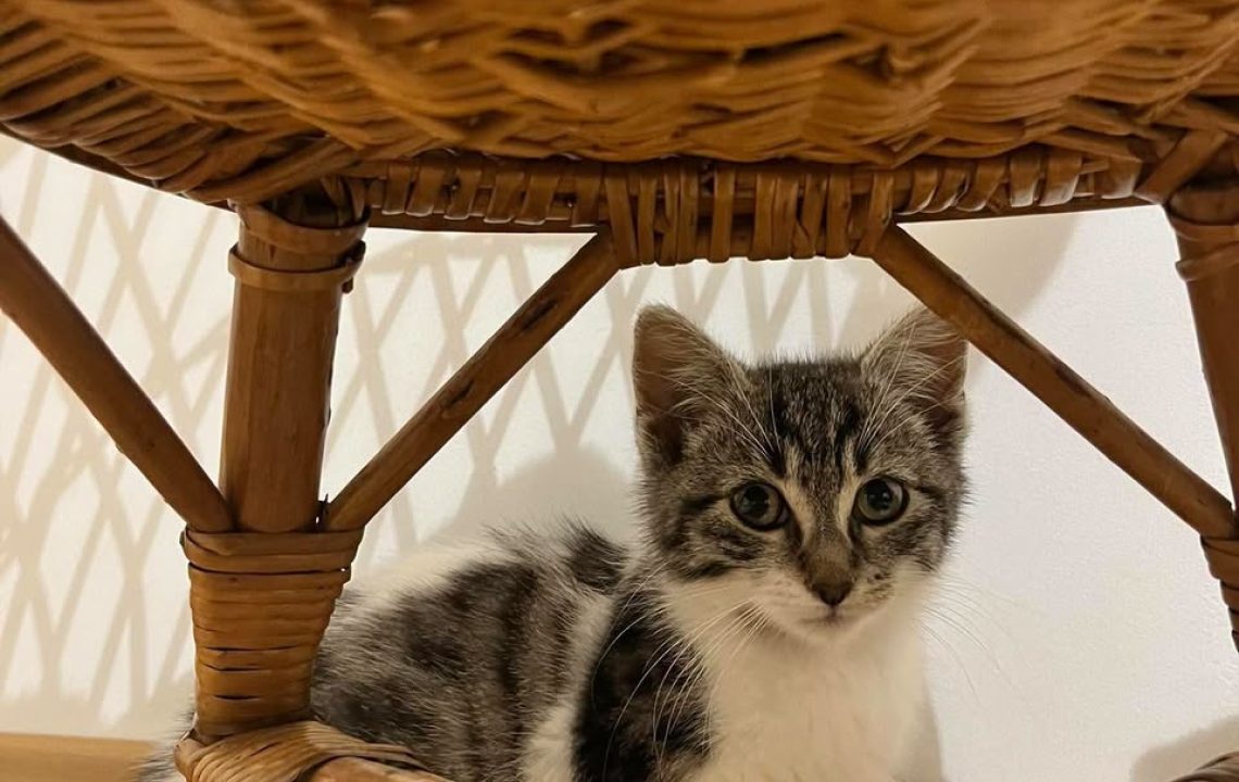 Bree est à l'adoption avec les amis d'ivar