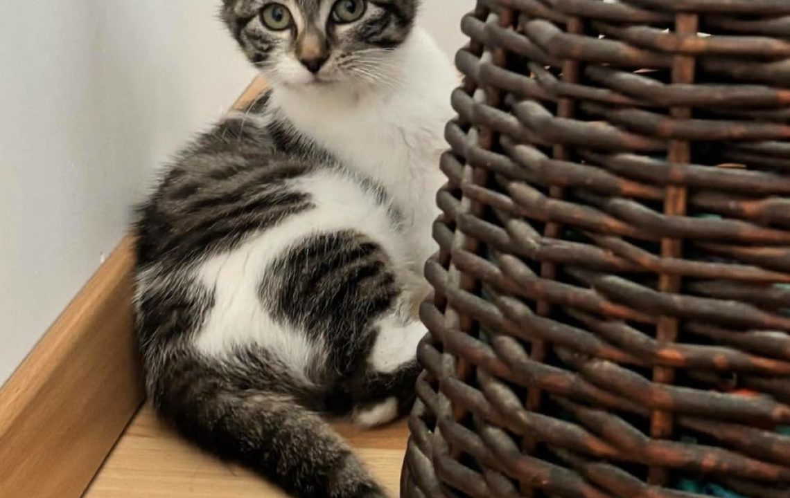 Bree est à l'adoption avec les amis d'ivar