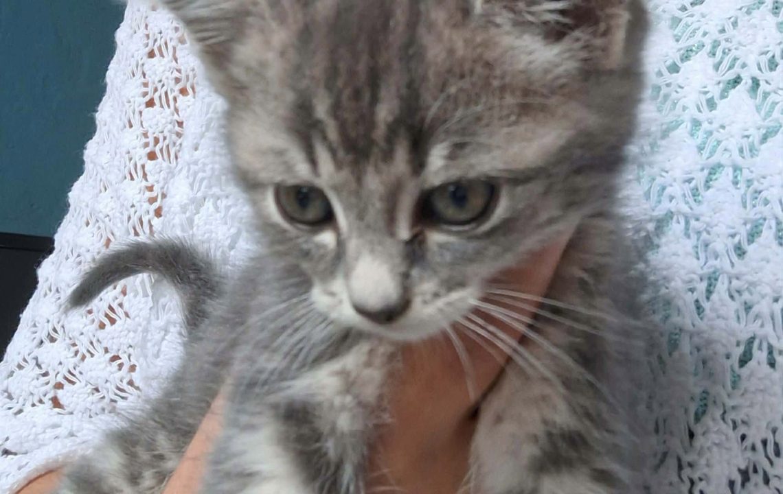 Brimo chat à l'adoption avec les amis d'ivar