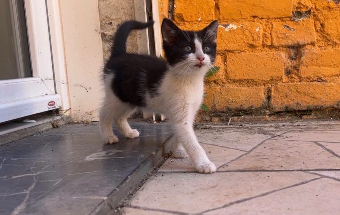 caline chaton à carvin avec les amis d'ivar