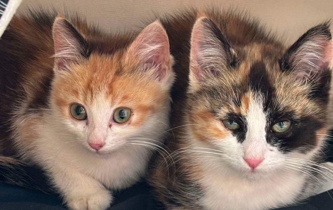 Calypso et Crème sont deux minettes à la recherche de leur famille les amis d'ivar
