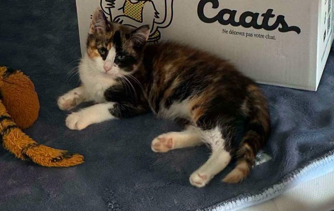 Calypso et Crème sont deux minettes à la recherche de leur famille les amis d'ivar