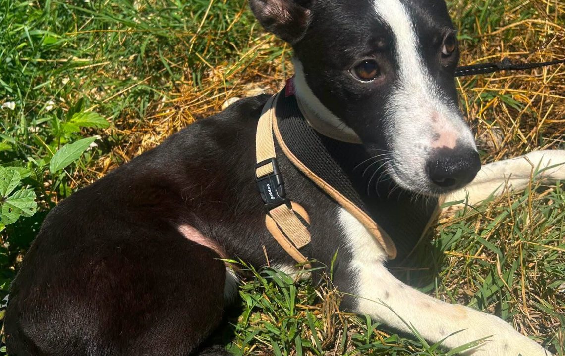 chanel-chien-adoption-amis-d-ivar