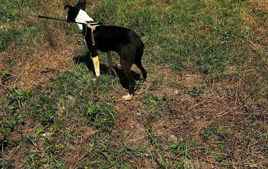 chanel-chien-adoption-amis-d-ivar