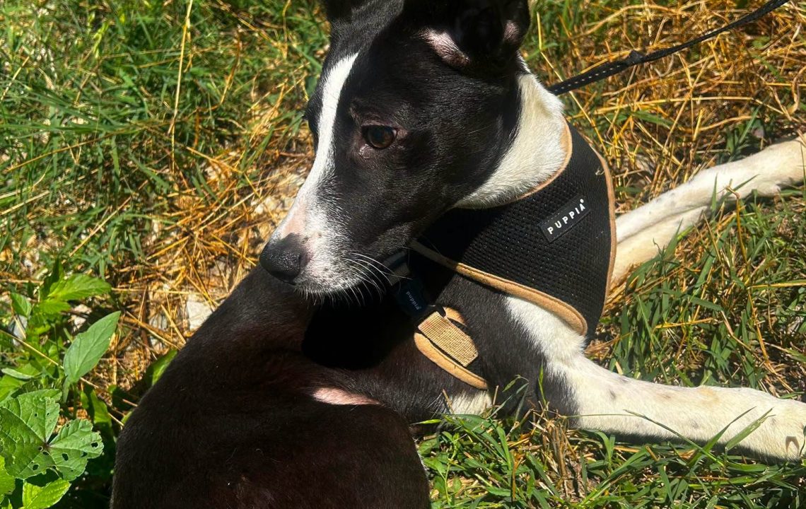 chanel-chien-adoption-amis-d-ivar