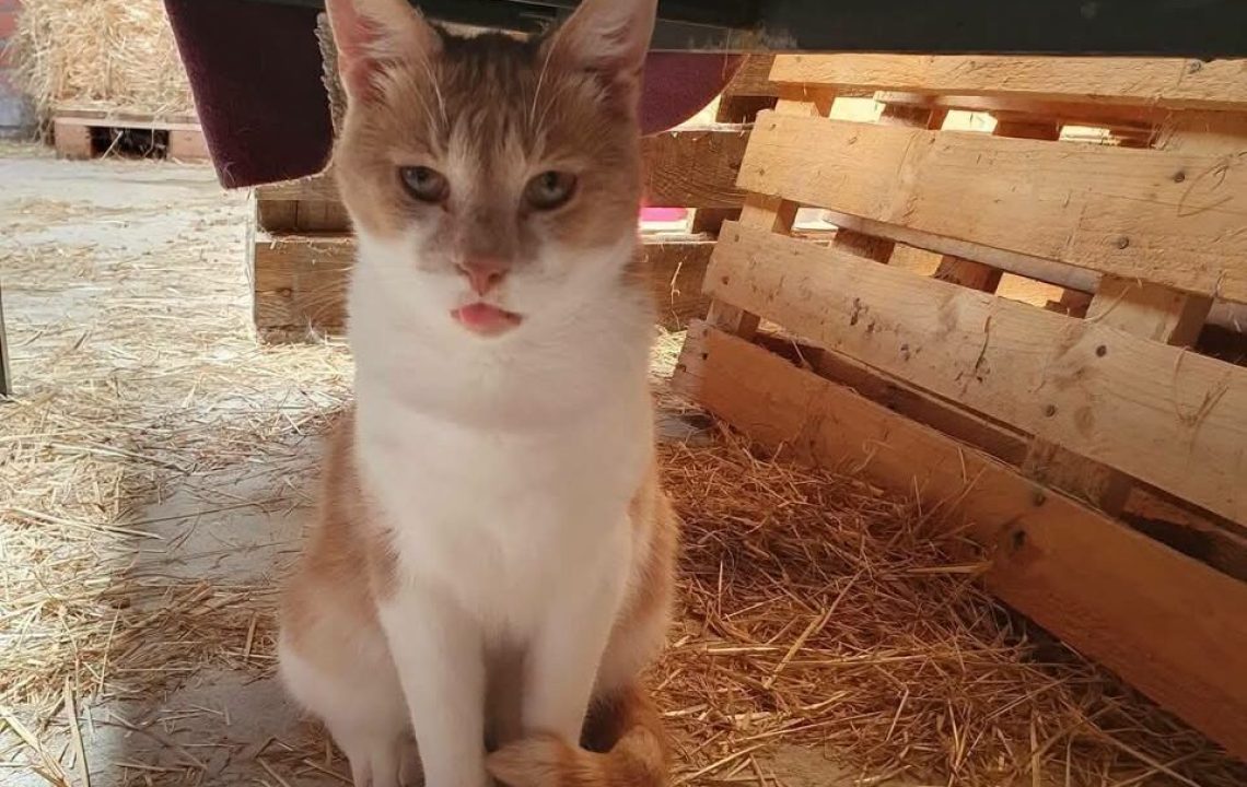 Cheddar à l'adoption avec les amis d'ivar