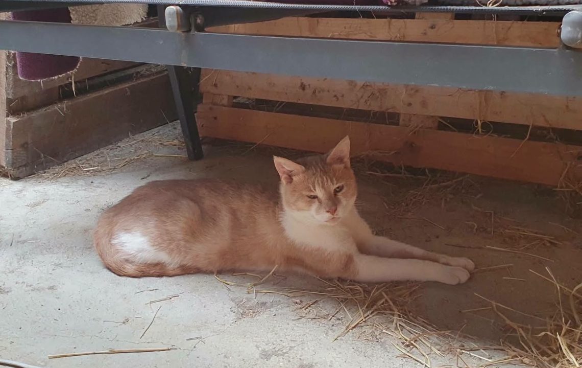 Cheddar à l'adoption avec les amis d'ivar