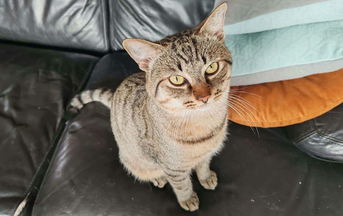 Chichi jeune chat à l'adoption avec les Amis d'Ivar